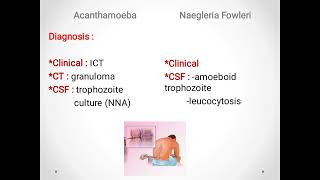 Potentially pathogenic free living amoeba Acanthamoeba Neglaria [upl. by Helm]