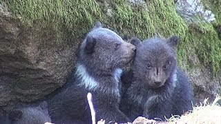 Nationalpark Bayer Wald Drei BabyBären kommen mit Mama aus Höhle [upl. by Hsenid]