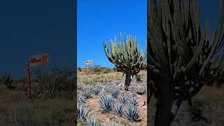 Stenocereus queretaroensis everywhere in this part of Zacatecas Many wild and many on Agave farms [upl. by Menedez]