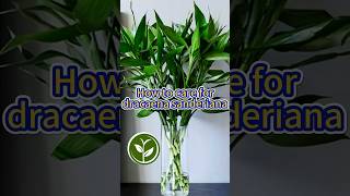 How to care for dracaena sanderiana shortvideo plants youtubeshorts garden howto viralvideo [upl. by Carma]