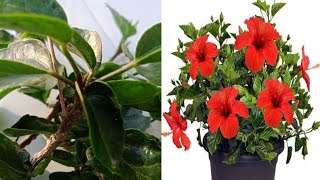 agri sciences is live How to grow hibiscus plant by cutting flowering plants growing techniques [upl. by Maynard]