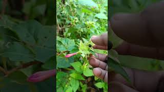 4 Oclock Plant  mirabilis jalapa seeds calecting 🫛🫛🏵️ [upl. by Enytnoel]