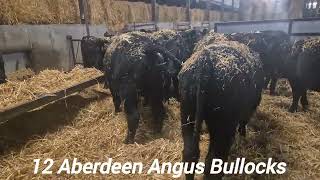 12 ABERDEEN ANGUS BULLOCKS FOR SALE [upl. by Hertz334]