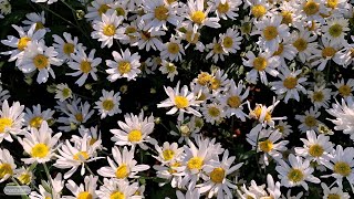 Field of flowers white daisies and soft piano music piano music and beautiful flower fields M12 [upl. by Imoen767]