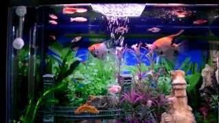 Mi acuario peces de aguas tropicales 150 litros HD IV jab [upl. by Akehsat]