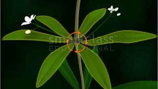 Rubiaceae  Vegetative Parts of Plants Tamil [upl. by Nylram]