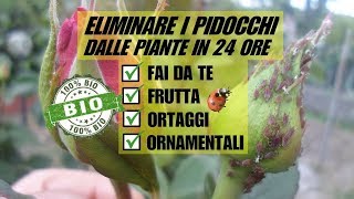 ELIMINARE GLI AFIDI DALLE PIANTE IN 24 ORE CON UN PRODOTTO BIOLOGICO [upl. by Hanafee]