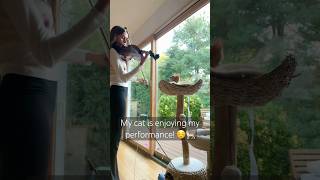 Watch me serenade my cat 🥰 violin cat catvideos funnycat violinperformance animals [upl. by Areis152]