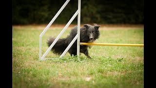 AGILITY GRUNDLAGEN  Beetees Graduation 2018 [upl. by Victory]