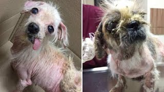 We found abandoned dermatitis dog by it owner [upl. by Zed288]