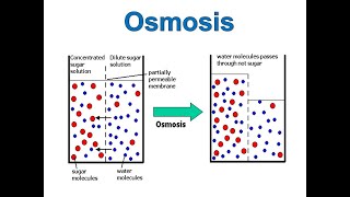 Osmosis [upl. by Araed]