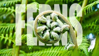 Ferns  Fern Plants Full Documentary  Amazing Facts about Ferns [upl. by Ainolloppa]