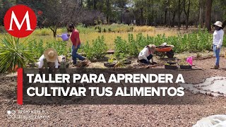 Este es el primer huerto urbano ubicado en Viveros de Coyoacán CdMx [upl. by Sonnie]