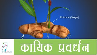 कायिक प्रवर्धन  Vegetative Propagation  Hindi [upl. by Lohner]