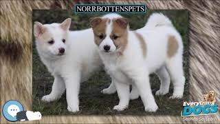 Norrbottenspets 🐶🐾 Everything Dog Breeds 🐾🐶 [upl. by Anyahs]