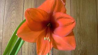 Amaryllis Bulb Gold Medal Hippeastrum [upl. by Remde349]