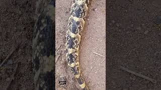 Large Puff Adder on the move snakes venomous wildlife africanwildlife reptiles animals [upl. by Anpas]