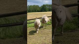 Cute Shetland Stallion sees the flames of burning passion when he looks in mare’s eyes 🐴❤️ [upl. by Enida131]