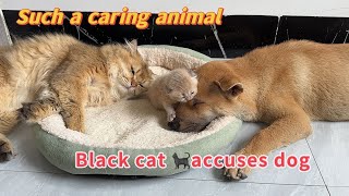 The cat and the dog took turns to take care of the kittenIn the endthe black cat wronged the puppy [upl. by Skilken887]