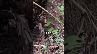 Baby Deer Fawn Attacked by Insects in Hiding Spot shorts wildlife deer animals [upl. by Sackville186]