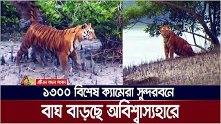 ১৩০০ বিশেষ ক্যামেরা সুন্দরবনে  বাঘ বাড়ছে অবিশ্বাস্যহারে  Sundarbans  Royal Bengal Tiger [upl. by Casandra]