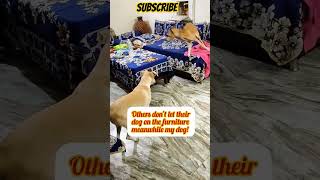 Naughty puppies playing together🐶 ❤🐕doglover cutepuppy viral [upl. by Ainos]