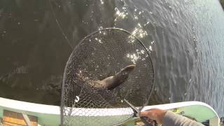 Wabigoon Lake Spring Pike fishing [upl. by Haile]