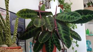 Calathea warscewiczii HyperLaps [upl. by Seligman140]