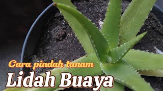 MUDAH PINDAH TANAM LIDAH BUAYA CHINENSIS [upl. by Atnuahsal]