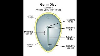 Formation of the Primitive streak  Hensens node  Primitive node Primitive groove [upl. by Enos639]