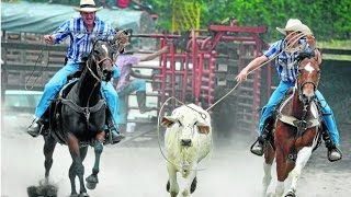 Rasgos de las Competencias de Lazo en la Vaquería  TvAgro por Juan Gonzalo Angel [upl. by Kylah]