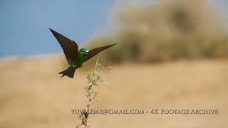 שרקרק ירוק  Bluecheeked beeeater [upl. by Atived]