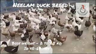 quotNelam Duck Breed Fast Growth amp High Yield at Emon Hatcheriesquot [upl. by Hahnke565]