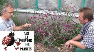 chaine de jardinComment faire un semis de lychnis coronaria coquelourde des jardins plante vivace [upl. by Yerrot]