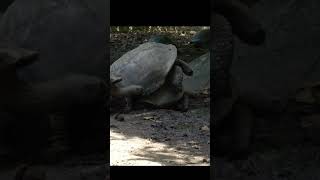 Sound of Aldabra Giant Tortoise mating  Aldabrachelys gigantea mating Sound 🐢 [upl. by Ane]