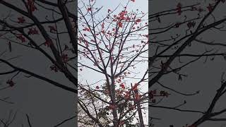 Bombax Ceiba  Cotton Tree  A Spring Blooming Medical Tree [upl. by Hussein]