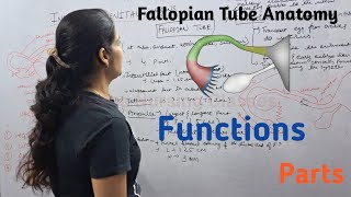 Fallopian Tube  Function Parts  By Reena Sharma  NORCET  Aiims  Cho Staff nurse  Gnm [upl. by Acsot]