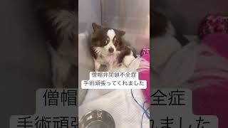 僧帽弁閉鎖不全症、4時間にも及ぶ大手術を頑張ってくれました…！犬 チワワ 僧帽弁閉鎖不全症 肺水腫 dog [upl. by Torrell534]