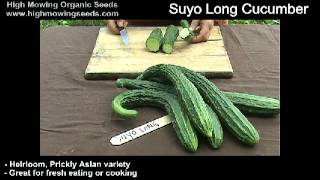 Organic Suyo Long Cucumber [upl. by Larrad39]