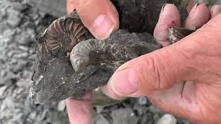 Wir sind in der TONGRUBE Buttenheim…und finden Fossilien  lukiFE [upl. by Edijabab]