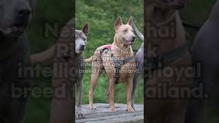 Top 5 rare dog breeds youve likely never heard of [upl. by Sigismundo959]