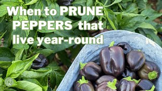 Pruning Peppers 101 The Best Time to Trim Your YearRound Plants [upl. by Mcdowell]