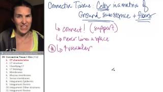 Connective tissue amp integument 1 CT characteristics [upl. by Albert40]