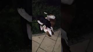 Fight of the year Pit Bull Terrier vs Staffordshire Bull Terrier Attack 🐯🐊❤️ [upl. by Sela170]