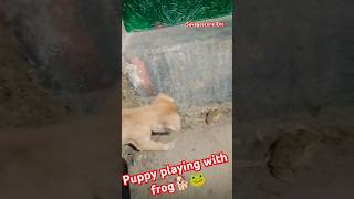 Puppy playing with frog🐸🐕😅viralvideo youtubeshorts shortsvideo shorts viralvideo trending [upl. by Alor224]