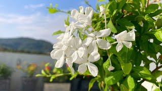 How to Grow and Care for Plumbago  Best Summer Flowering Shrub  RM Garden [upl. by Elram]