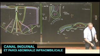 Anatomie du canal inguinal et de la paroi abdominale infraombilicale Parois de labdomen 4 [upl. by Cordier]