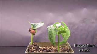 Monocot and Eudicot Germination Timelapse [upl. by Sup584]