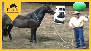 Parelli Natural Horse Training Tip  What Is Respect [upl. by Refotsirc]