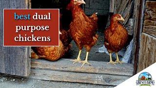 Top DualPurpose Chicken Breeds for Your Farm [upl. by Everrs]